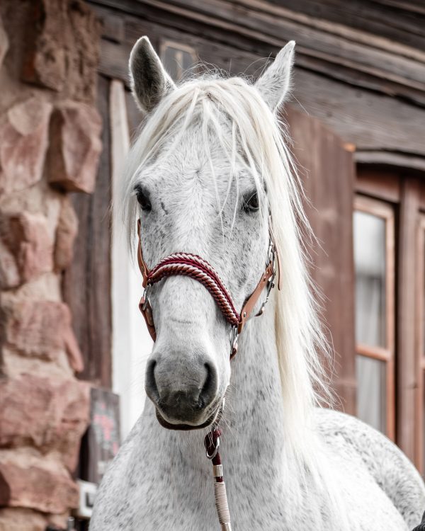 image équestre - un cheval blanc portant un licol en biothane marron fait main avec une muserolle tressée